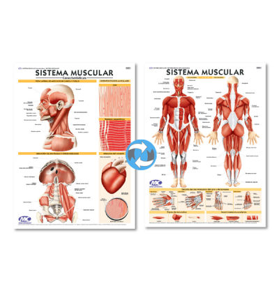 Lam.sist.muscular Con Varilla 50x70 Cm.