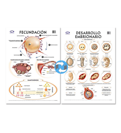 Lam.sist.embrionario/fec. Con Varilla 50x70 Cm.