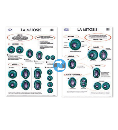 Lam.sist.meiosis/mitosis Con Varilla 50x70 Cm.
