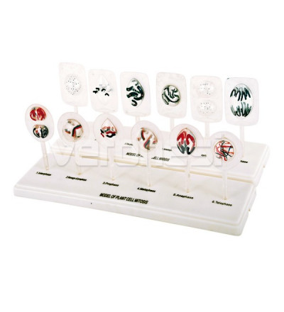 Estructura Molecular