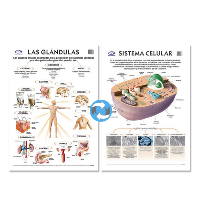 Lam.sist.celular/glandula Con Varilla 50x70 Cm.