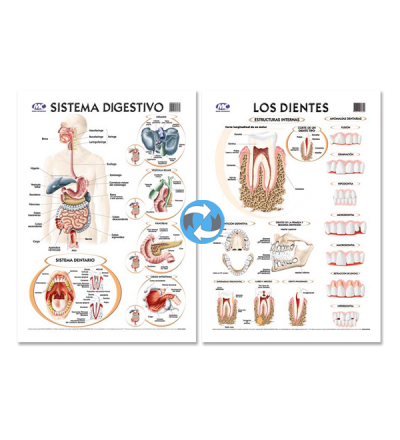 Lam.sist.digestivo/dientes Con Varilla 50x70 Cm.
