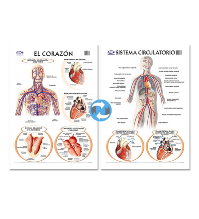 Lam.sist.circ./corazon Con Varilla 50x70 Cm.