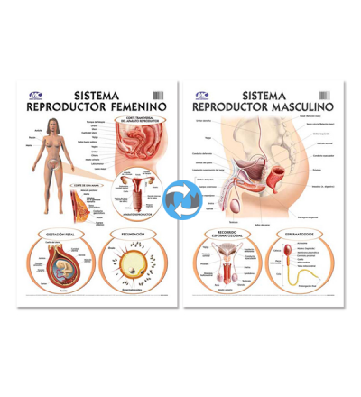 Lam.sist.reprod.fem./masc. Con Varilla 50x70 Cm.