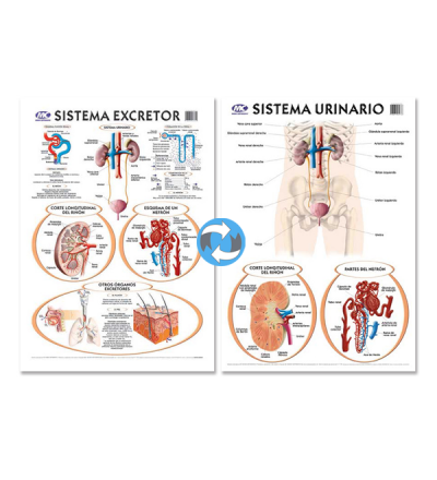 Lam.sist.urinario/excretor Con Varilla 50x70 Cm.