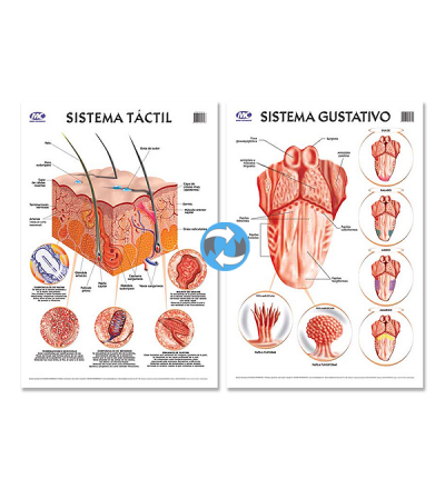 Lam.sist.dactilar/gustativo Con Varilla 50x70 Cm.