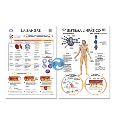 Lam.sist.linfatico/sangre Con Varilla 50x70 Cm.