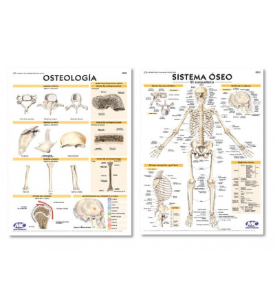 Lam.sist.oseo/osteologia Con Varilla 50x70 Cm.