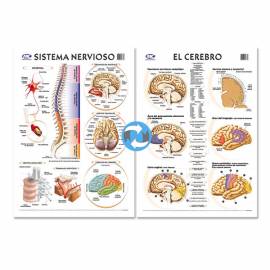 Lam.sist.nervioso/cerebro Con Varilla 50x70 Cm.