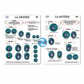 Lam.sist.meiosis/mitosis Con Varilla 50x70 Cm.