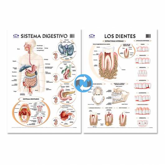 Lam.sist.digestivo/dientes Con Varilla 50x70 Cm.