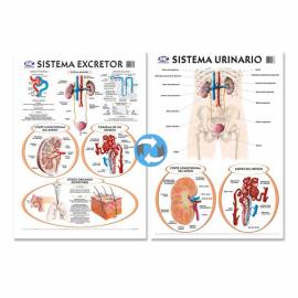 Lam.sist.urinario/excretor Con Varilla 50x70 Cm.