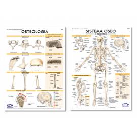 Lam.sist.oseo/osteologia Con Varilla 50x70 Cm.